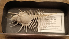 Coquillage :  NEW MURICIDAE MUREX PECTEN de 111 mm océan indien