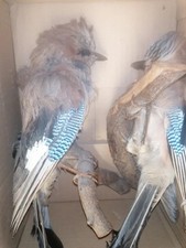 2 oiseaux naturalisés – Geais des chênes – Taxidermie 1930-40 – Cabinet...