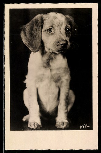 Carte postale chiot teckel