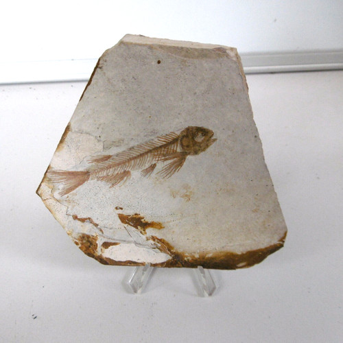 Ancien poisson fossile sur - poisson,