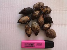 GRAINE DE BADAMIER TERMINALIA