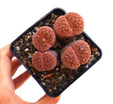 Lithops hookeri var. lutea