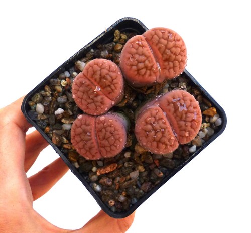 Lithops hookeri var - ., lutea