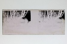 France Arbre Photo NEGATIF PL51L24n2 Plaque de verre Vintage 1907