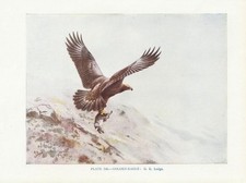 Steinadler (Aquila Chrysaetos)