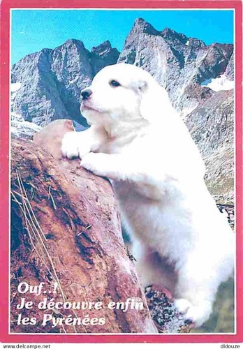 Carte postale animaux - postale,