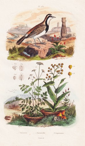 Imitateur oiseaux - imitateur, d'oiseaux