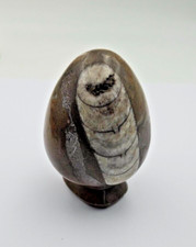 OEUF PIERRE FOSSILES ORTHOCERAS HAUTEUR 8.60  CM POIDS 380 GRAMMES