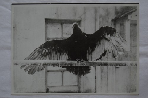 Pigeon voyageur grive gobe - -,