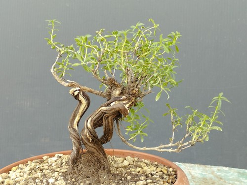 Bonsaï thym 10 cm - 15,