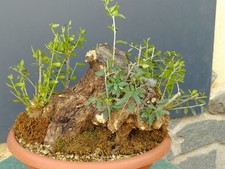 Bonsaï olivier 27 x 30 cm en