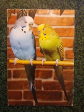 PERRUCHE ONDULEE BUDGERIGARS