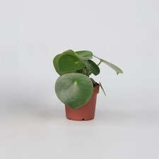 Pépéromie - Peperomia