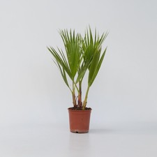 Palmier de Washington - Washingtonia robusta - Hauteur 50-60cm - ⌀15cm