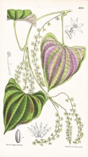 Dioscorea Vittata Fleur Du