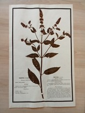 Ancien Herbier Botanique Histoire Naturelle Plante Herboriste Menthe Poivrée 
