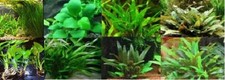 lot 6 plantes a racines aquarium anubia cryptocoryne echinodorus vallisneria 