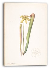 Toile/Cadres Margaret Neilson Armstrong - Orchidée or vert