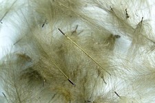 1g Plumes de Cul de Canard