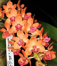 Rhynchostylis Gigantea 'Orange', Fragrant Orchid Plant, Rare