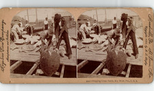 USA, Floride, Key West, Expédition de tortues vertes, Stéréo vintage, ca.1898 US