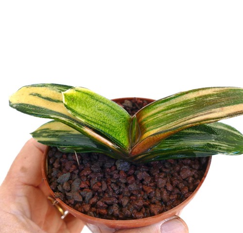 Gasteria pillansii batesiana - pillansii, x