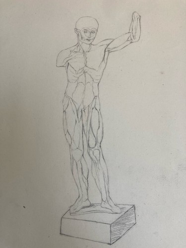 Dessin art écorché - art,