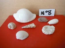 COQUILLAGE OVULA OVUM 9 CM X 6CM + COQUILLAGES