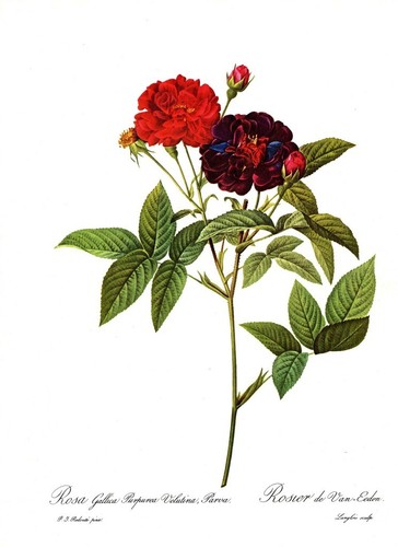 Botanical Print, Redoute