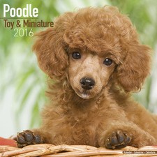 Calendrier 2016 - CANICHE NAIN