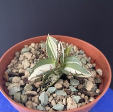 Agave Titanota "Mediopicta Alba" Compact. Cactus Caudex Succulente Plante 4/5Cm5