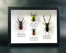Collection de coléoptères