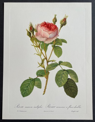Botanique rosier mousseux - botanique, à