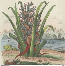 Anacardier Ananas sauvage