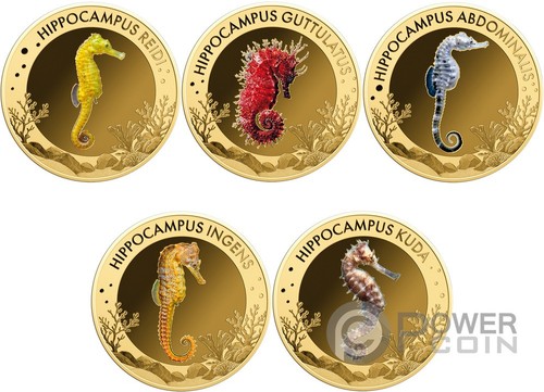 Most interesting seahorses set - seahorses,