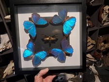 Papillons Morpho didius  et