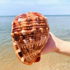 Natürliche 12-14CM Gros