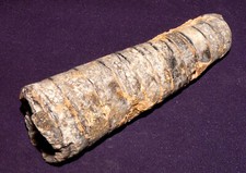 Belemnite Du Maroc Bonne