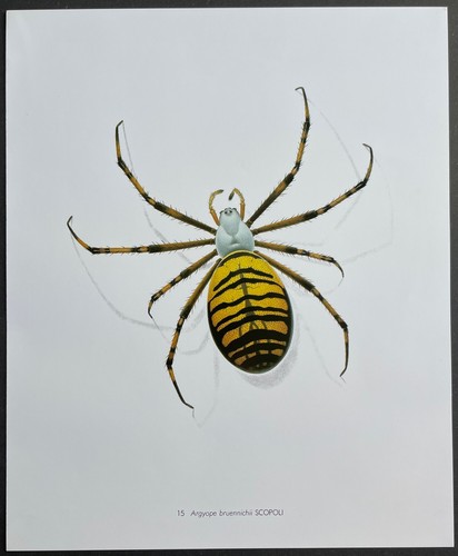Entomologie argyope - entomologie,