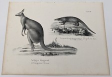 Lithographie :  PANGOLIN