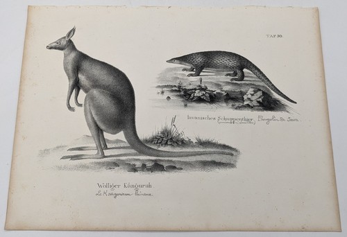 Lithographie pangolin - :,