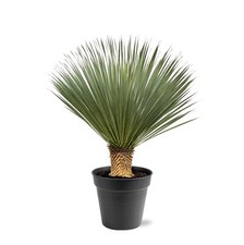 Yucca rostrata - Palmier bleu