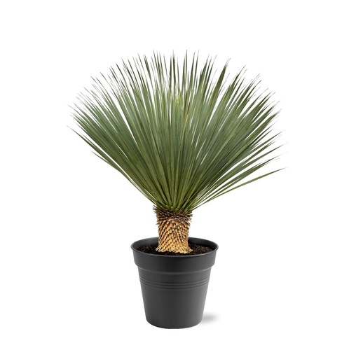 Yucca rostrata palmier - yucca,