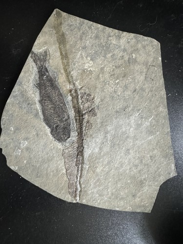 Fossil poisson lycoptera - -,