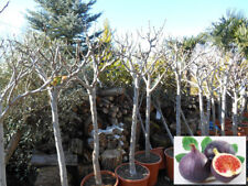 grand figuier noir -17°C