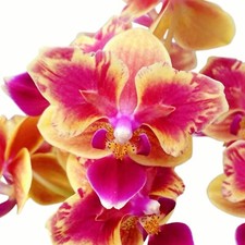 Orchidée Phalaenopsis Sogo Yellowtris Peloric