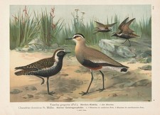 Kiebitz Lapwing Oiseau Oiseaux Lithographie Naumann 1890