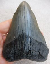 Grand Megalodon Dent - 11.6cm
