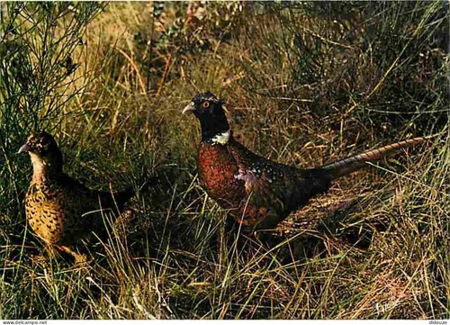 Carte postale animaux - carte,
