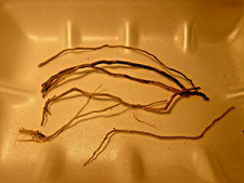 6 racines araignée 10/20cm  mangrove spider root souche bois decor aquarium 1118